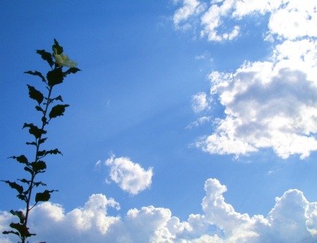 Ron's backyard - alone, photos by debbie stone-johnston, blue, sky