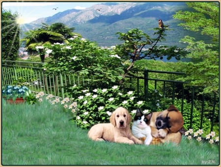 we are very good friends - dogs, nature, flowers, cat