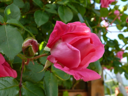 Red Rose - nature, flowers, rose, earth