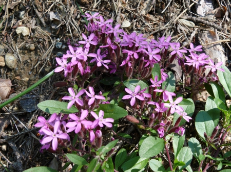 Alpenblume - Nature, Flowers, Earth, Alpen