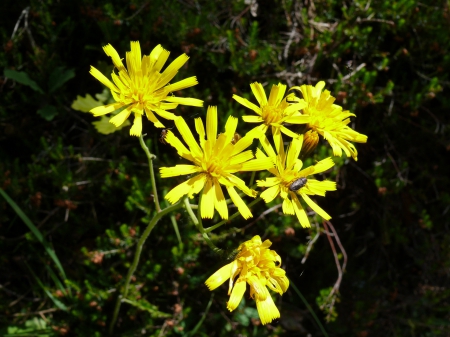 Gebirgsblume - nature, flowers, earth, alpen