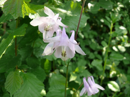 Gebirgsblume - Nature, Flowers, Earth, Alpen