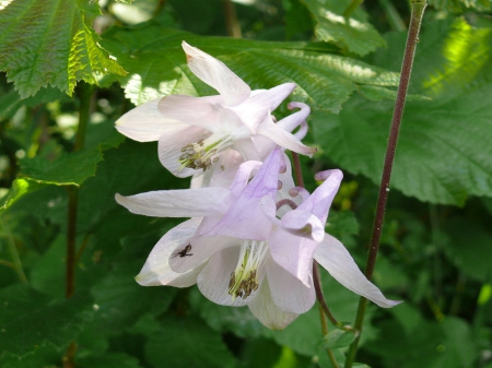 Gebirgsblume - flowers, alpen, nature, earth