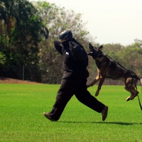 German shepherd