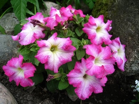 Petunia - petunia, summer, colors, flowers, garden