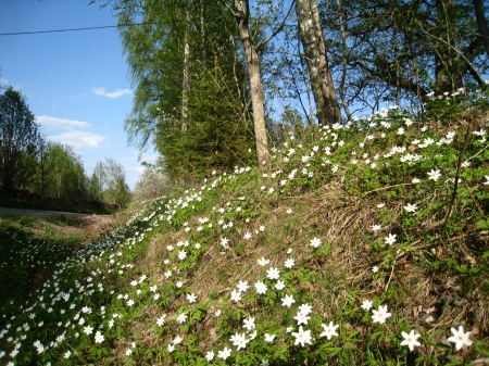 Wood Anemone in spring - flowers, trees, wood-anemone, spring, grass, sky