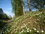 Wood Anemone in spring