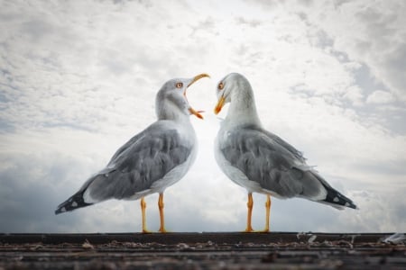 Health tjek - fun, seagulls, couple, seagul, bird