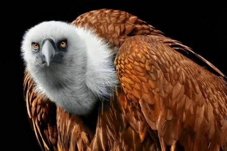 Griffon vulture