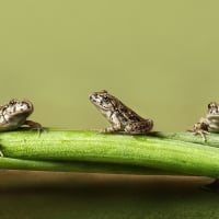 Tree frogs