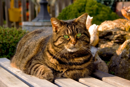 Cat - sleepy, cute, beautiful, cat, sleeping, kitty, cats, hat, cat face, paws, face, animals, pretty, beauty, sweet, kitten, lovely