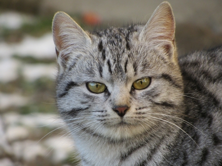 Cat - sleepy, cute, beautiful, cat, sleeping, kitty, cats, hat, cat face, paws, face, animals, pretty, beauty, sweet, kitten, lovely