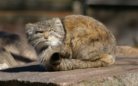 Cat - sleeping, beauty, cat face, hat, animals, sleepy, paws, face, pretty, cute, cat, kitty, lovely, kitten, cats, beautiful, sweet