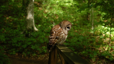 Owl - owl, eyes, night, animal