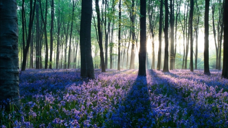 dawn-sunrays - sunrays, trees, nature, lavender, forest, light