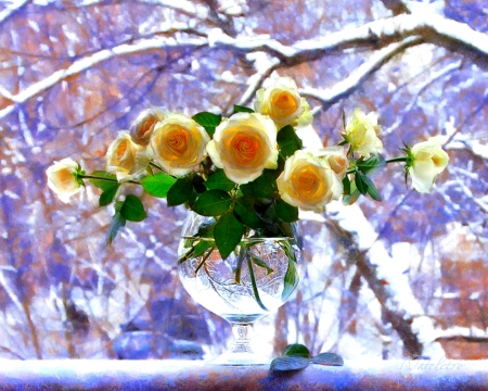 Beauty in snow - flowers, roses, nature, snow, petals