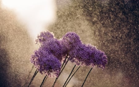 Flowers - flowers, field, nature, purple