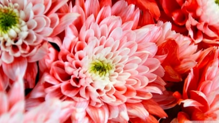 lovely pink - flowers, chrysanthemum, nature, pink