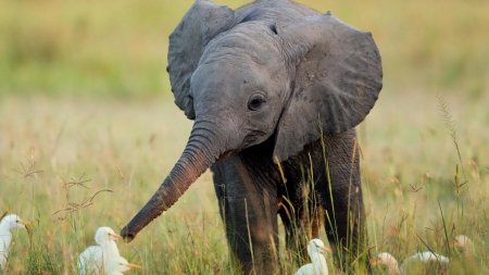 Cute little elephant - little, elephant, photo, nature