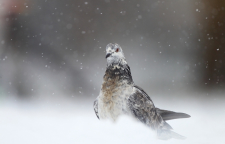 Pigeon - animal, pigeon, bird, snow