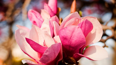 Petals - flower, petals, pink, nature