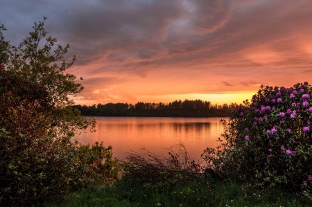 Lake Sunset - reflections, sky, trees, sun, clouds, water