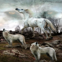 Wolves and Horse