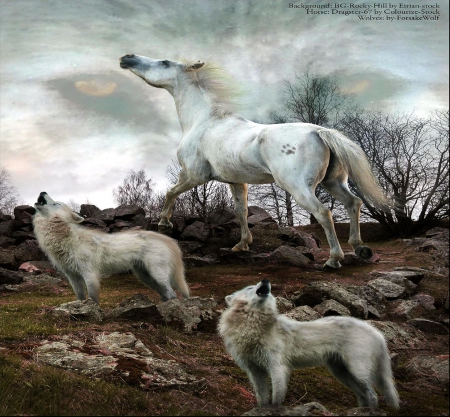 Wolves and Horse - wildlife, wolf, predators, hunters