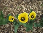 Yellow Tulips