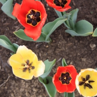 Yellow and red Tulips