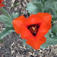 Red Tulips