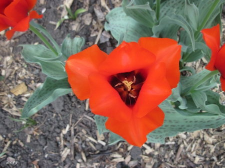 Red Tulips - photography, red, tulips, green, flowers