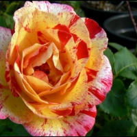 belle rose