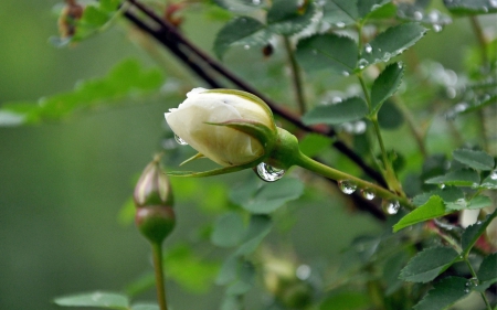 After the rain - rain, water, bud, rose, white, nature, green, flower, drops