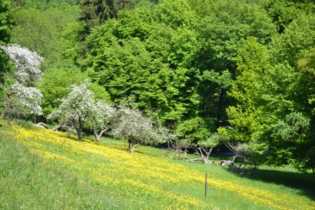 les Ardennes - un, beau, de, coin