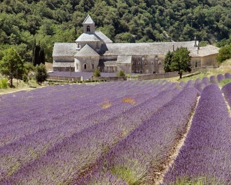 lavender field,  france - france, frankrijk, lavendel, lavender field