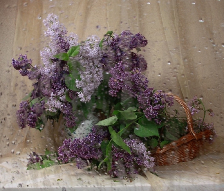 rain - again.... - flowers, raindrops, lilacs, bouquet, still life