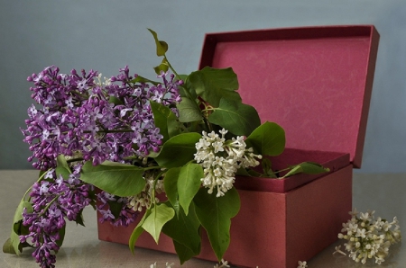 suitcase full of lilacs - flowers, lilacs, suitcase, still life