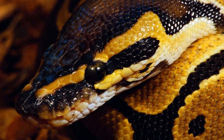 Year of the snake VIII. - wildlige, photography, animals, predators, wallpaper, hd, nature, snakes, macro, wild, cute, reptiles