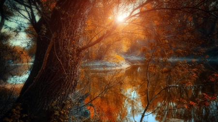 fantastic riverscape through the trees - autumn, sunrise, trees, river