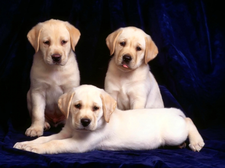 Labs to love - Labs, dogs, cute, puppies, three