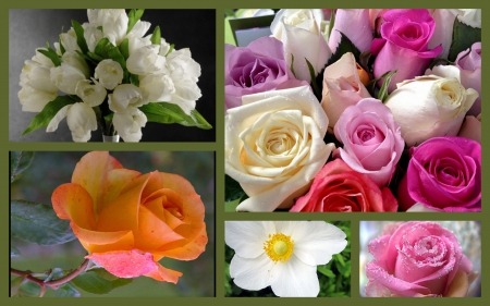 Roses - nature, roses, collage, bouquet, color