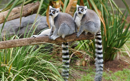 *** Lemurs *** - animal, lemurs, animals, wild