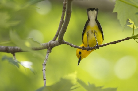 *** Yellow bird *** - yellow, animals, animal, bird, birds