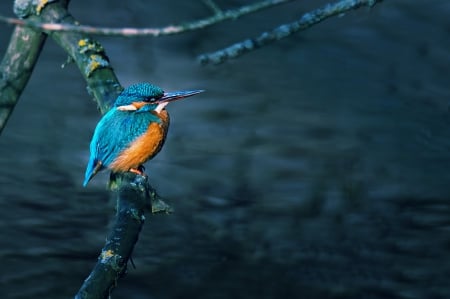 *** Kingfisher *** - bird, birds, animal, kingfisher, animals