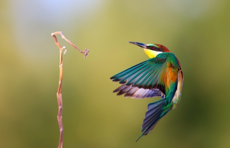 *** Bee - eater *** - animal, animals, bird, birds