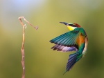 *** Bee - eater ***