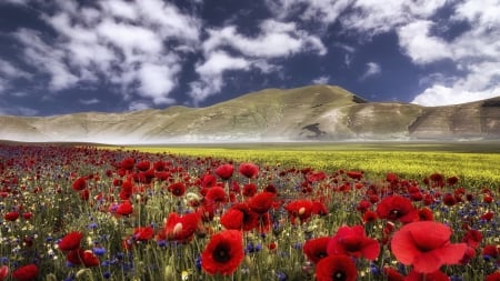 poppies and wildflowers in a wonderful meadow - flowers, clouds, meadow, mountains