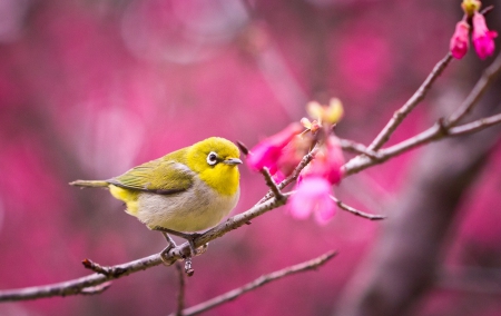 *** Beautiful bird *** - animal, animals, bird, birds