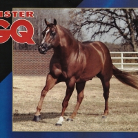 Quarter Horse Stallion 2